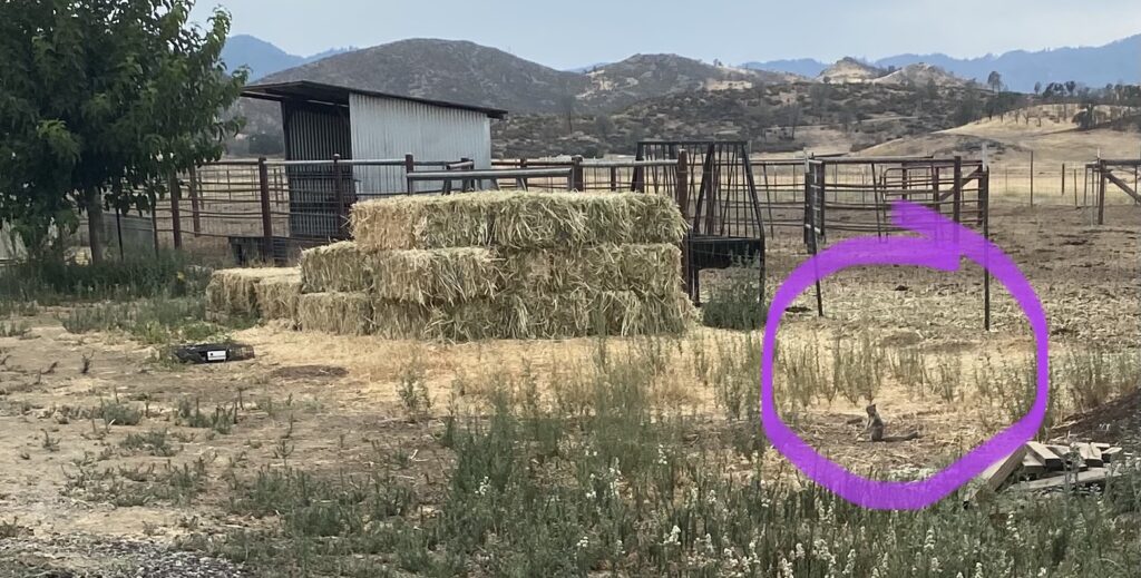 How to get rid of ground squirrels - Squirrelinator Trap