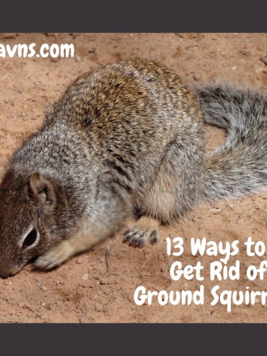 13 Ways to Get Rid of Ground Squirrels