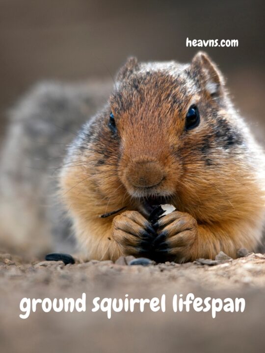 Ground Squirrel Lifespan
