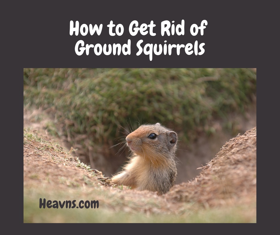 How to get rid of ground squirrels