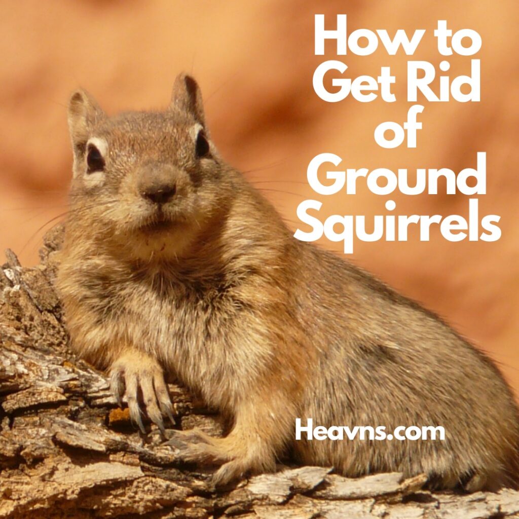 How To Get Rid of Ground Squirrels