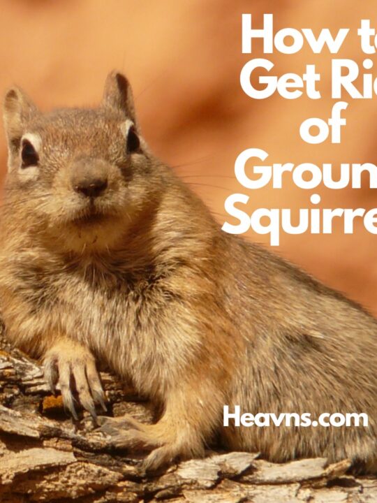 How To Get Rid of Ground Squirrels
