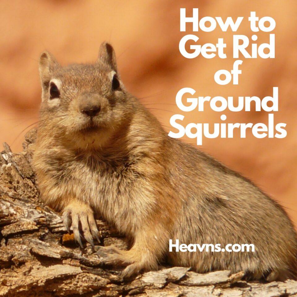How to Get Rid of Ground Squirrels Quickly Heavns