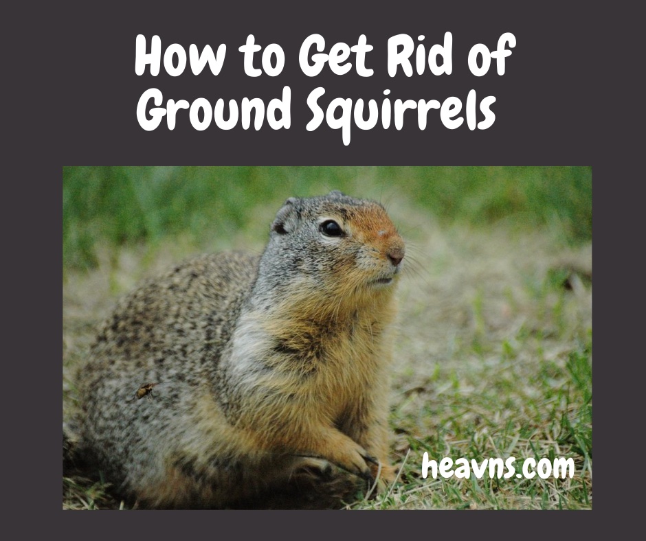 How To Get Rid of Ground Squirrels - Grass