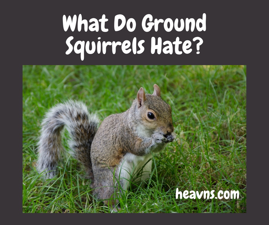 What do ground squirrels hate