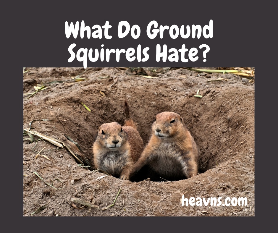 What Do Ground Squirrels Hate