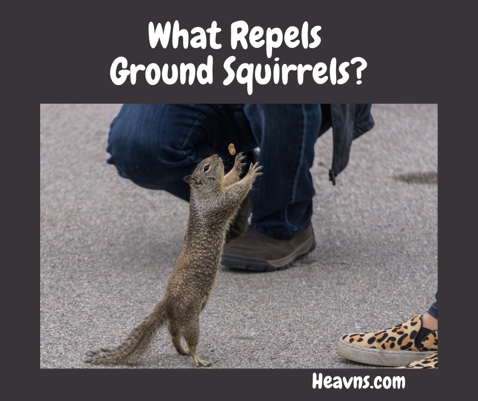What Repels Ground Squirrels