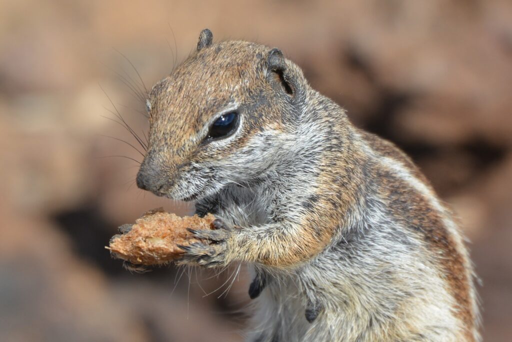 Ground Squirrel Bait