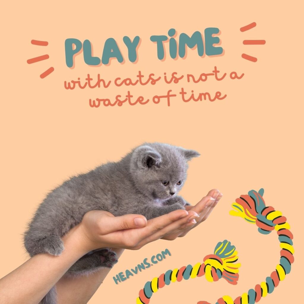 Play time with cats is not a waste of time