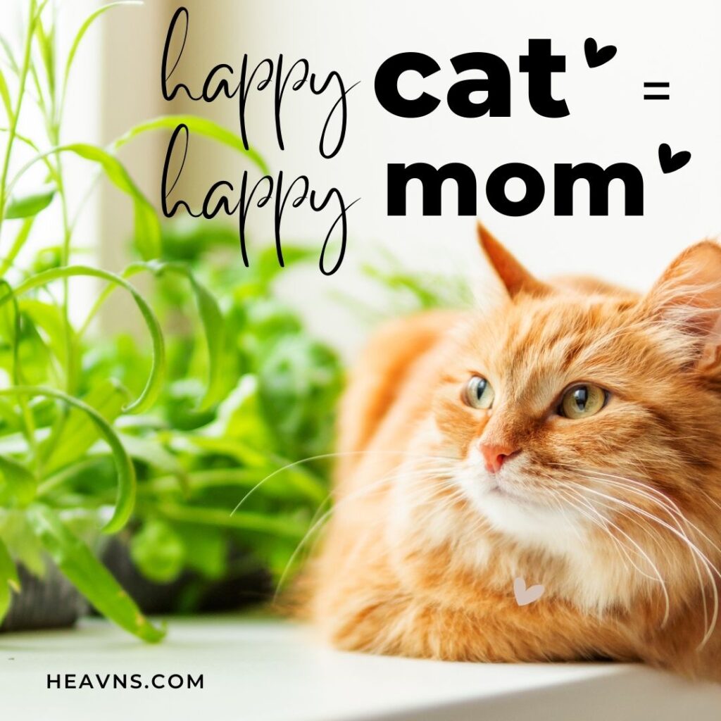 happy cat = happy mom