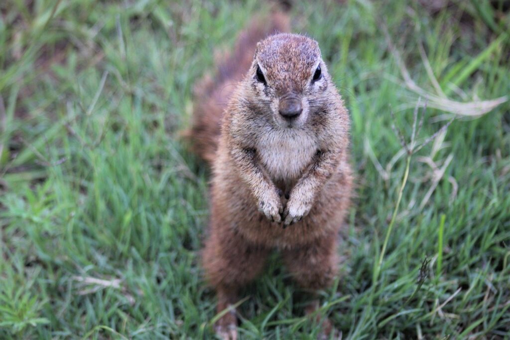 How do you get rid of ground squirrels