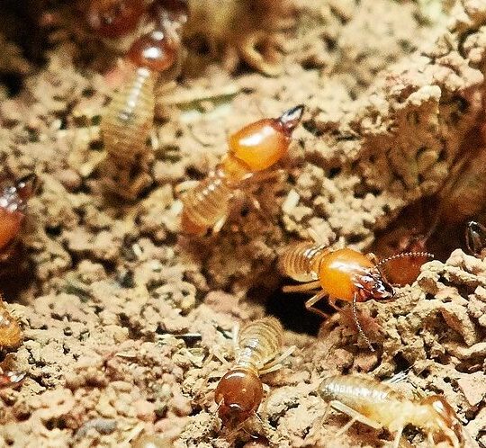 Do termites come back after treatment