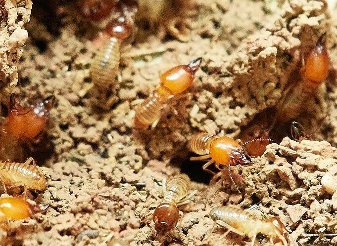 Do termites come back after treatment?